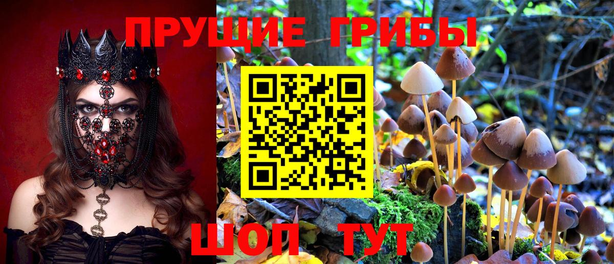 Псилоцибиновые грибы GOLDEN TEACHER  купить закладку  Псилоцибиновые грибы Psilocybine cubensis  Бугуруслан  Вход с VPN 